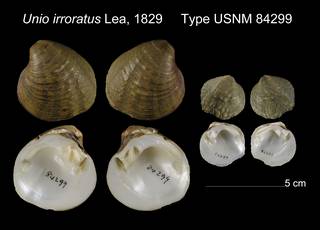 To NMNH Extant Collection (Unio irroratus Type USNM 84299)