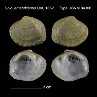 To NMNH Extant Collection (Unio lamarckianus Type USNM 84306)