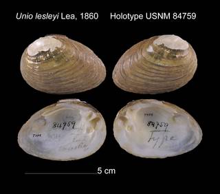 To NMNH Extant Collection (Unio lesleyi Holotype USNM 84759)