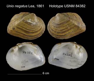 To NMNH Extant Collection (Unio negatus Holotype USNM 84382)