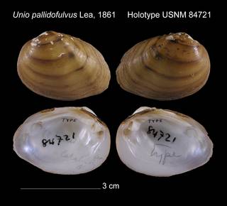 To NMNH Extant Collection (Unio pallidofulvus Holotype USNM 84721)