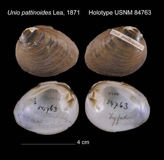 To NMNH Extant Collection (Unio pattinoides Holotype USNM 84763)