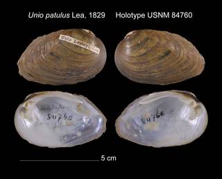 To NMNH Extant Collection (Unio patulus Holotype USNM 84760)