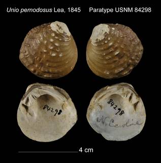 To NMNH Extant Collection (Unio pernodosus Paratype USNM 84298)