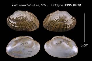 To NMNH Extant Collection (Unio perradiatus Holotype USNM 84501)