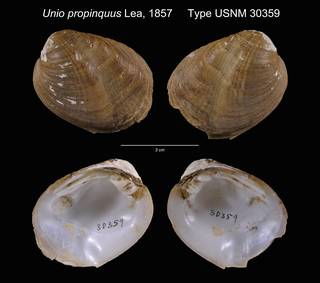 To NMNH Extant Collection (Unio propinquus Type USNM 30359)