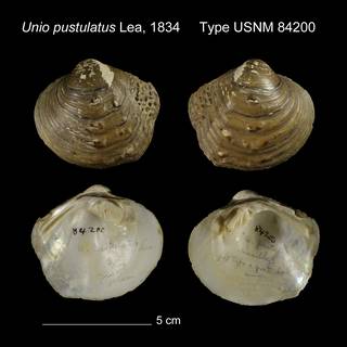 To NMNH Extant Collection (Unio pustulatus Type USNM 84200)