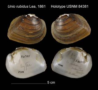 To NMNH Extant Collection (Unio rubidus Holotype USNM 84381)