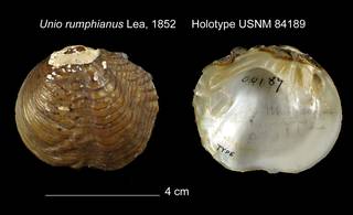 To NMNH Extant Collection (Unio rumphianus Holotype USNM 84189)