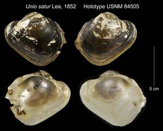 To NMNH Extant Collection (Unio satur Holotype USNM 84505)