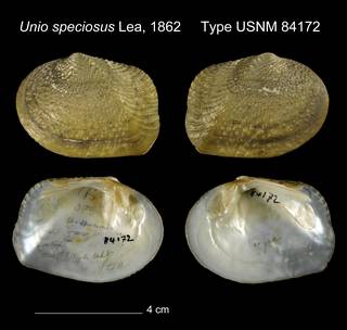 To NMNH Extant Collection (Unio speciosus Type USNM 84172)