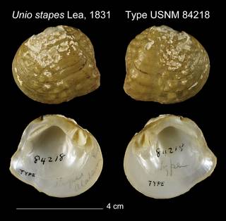 To NMNH Extant Collection (Unio stapes Type USNM 84218)