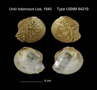 To NMNH Extant Collection (Unio tuberosus Type USNM 84219)