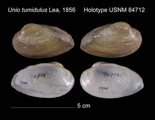 To NMNH Extant Collection (Unio tumidulus Holotype USNM 84712)