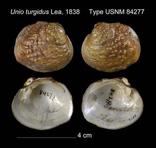 To NMNH Extant Collection (Unio turgidus Type USNM 84277)