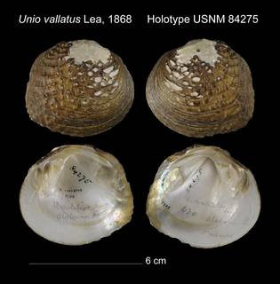 To NMNH Extant Collection (Unio vallatus Holotype USNM 84275)