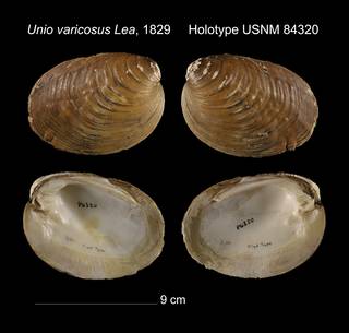 To NMNH Extant Collection (Unio varicosus Holotype USNM 84320)