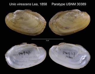 To NMNH Extant Collection (Unio virescens Paratype USNM 30389)