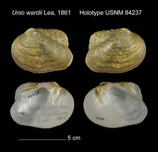 To NMNH Extant Collection (Unio wardii Holotype USNM 84237)
