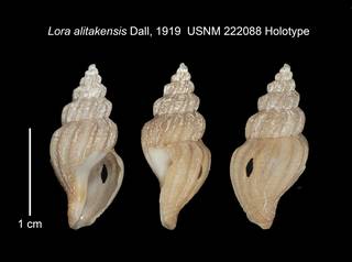 To NMNH Extant Collection (IZ MOL 222088 Holotype Shell Plate)