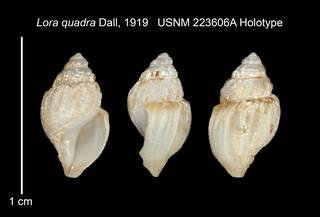 To NMNH Extant Collection (IZ MOL 223606A Holotype Shell Plate)