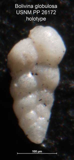 To NMNH Paleobiology Collection (Bolivina globulosa PP 26172 holo 1)