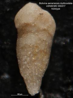 To NMNH Paleobiology Collection (Bolivina aenariensis multicosta MO 325317 holo)