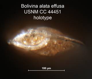 To NMNH Paleobiology Collection (Bolivina alata effusa CC 44451 holo 2.)