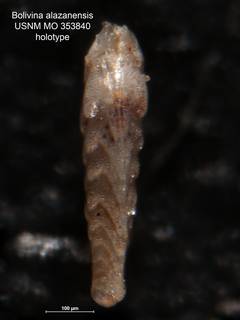 To NMNH Paleobiology Collection (Bolivina alazanensis MO 353840 holo side)