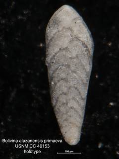 To NMNH Paleobiology Collection (Bolivina alazanensis primaeva CC 46153 holo)