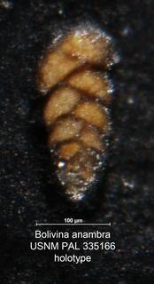 To NMNH Paleobiology Collection (Bolivina anambra PAL 335166 holo)