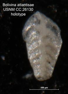 To NMNH Paleobiology Collection (Bolivina atlantisae CC 26130 holo)