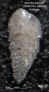To NMNH Paleobiology Collection (Bolivina barbata PAL 369328 para)