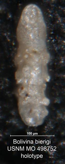To NMNH Paleobiology Collection (Bolivina bierigi MO 498752 holo side)