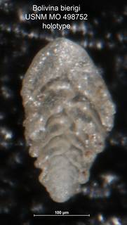 To NMNH Paleobiology Collection (Bolivina bierigi MO 498752 holo)