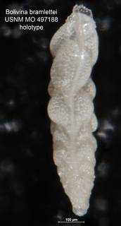 To NMNH Paleobiology Collection (Bolivina bramlettei Mo 497188 holo side)