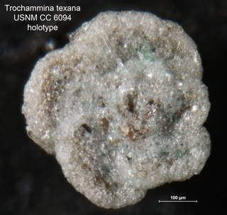 To NMNH Paleobiology Collection (Trochammina texana CC 6094 holo 3)