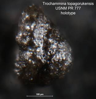 To NMNH Paleobiology Collection (Trochammina topagorukensis PR 777 holo 2)