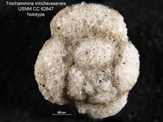To NMNH Paleobiology Collection (Trochammina trincherasensis CC 62847 holo 1)