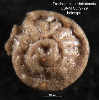 To NMNH Paleobiology Collection (Trochammina trinitatensis CC 9729 holo 3)