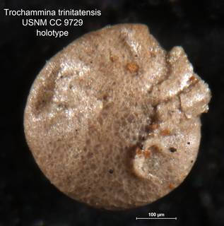To NMNH Paleobiology Collection (Trochammina trinitatensis CC 9729 holo 1)