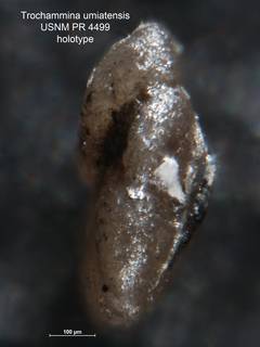 To NMNH Paleobiology Collection (Trochammina umiatensis PR 4499 holo 2)