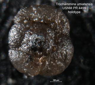 To NMNH Paleobiology Collection (Trochammina umiatensis PR 4499 holo 1)