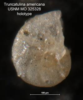 To NMNH Paleobiology Collection (Truncatulina americana MO 325328 holo 1)