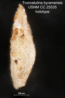 To NMNH Paleobiology Collection (Truncatulina byramensis CC 25535 holo 2)