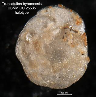 To NMNH Paleobiology Collection (Truncatulina byramensis CC 25535 holo 1)