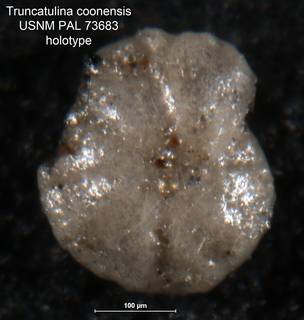 To NMNH Paleobiology Collection (Truncatulina coonensis PAL 73683 holo 1)