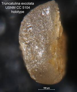 To NMNH Paleobiology Collection (Truncatulina excolata CC 5104 holo 2)