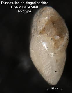 To NMNH Paleobiology Collection (Truncatulina haidingeri pacifica CC 47468 holo 2)