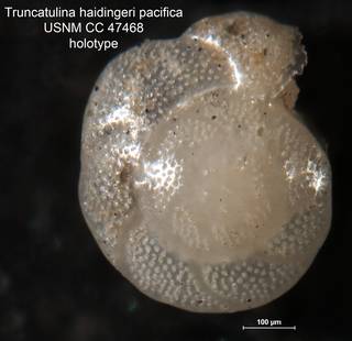 To NMNH Paleobiology Collection (Truncatulina haidingeri pacifica CC 47468 holo 1)